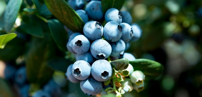 South African blueberry exports to jump 20% in upcoming season