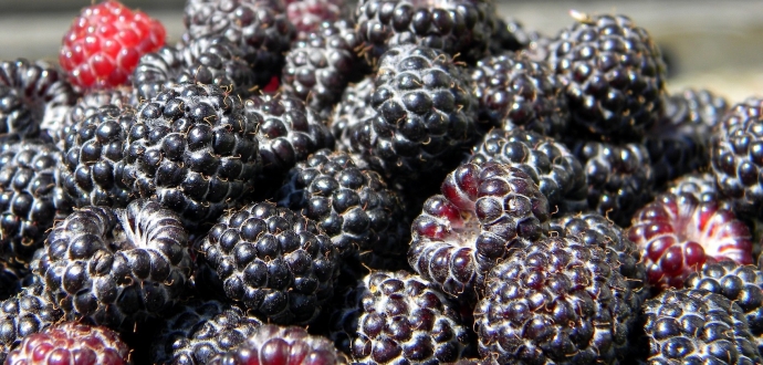 Black raspberries could reduce skin inflammation and allergies
