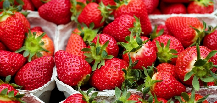 Strawberry campaign in Poland has been affected by the weather