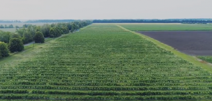 "Ukrainian berry" from aerial view