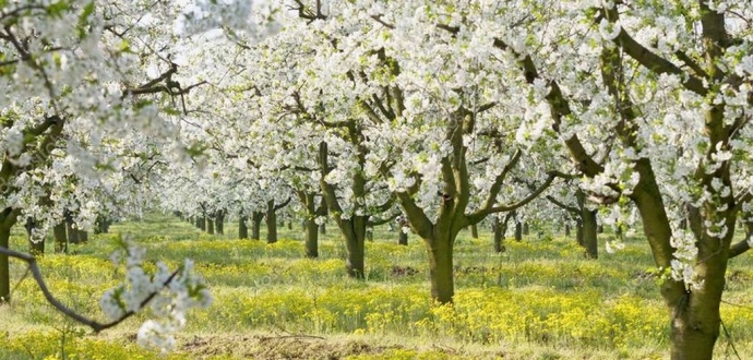 На Вінниччині компанія «Тріада-МК» закладає вишневий сад