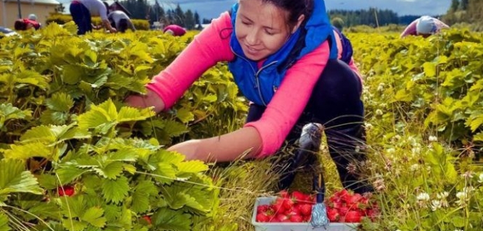 ЄС виділив 105 млн євро на підтримку малих фермерських господарств в Україні