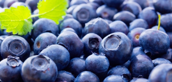 Peruvian H1 blueberry export value slashed amid Mexican competition and Covid-19