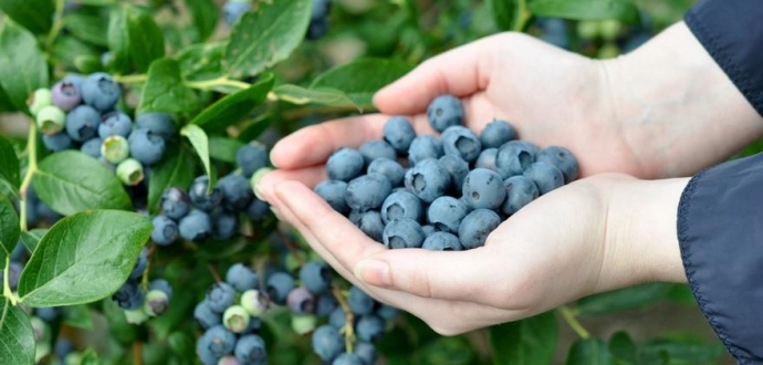 Hortifrut makes the first shipment of fresh Peruvian blueberries to Taiwan