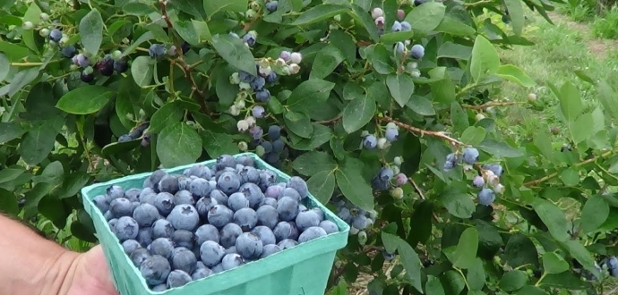 Argentina's blueberry season faces challenges from the pandemic