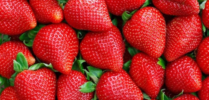 2020 season was not easy for Polish strawberry producers