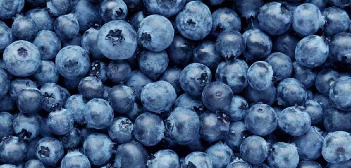 Dutch customs seize OZblu blueberries shipped from South Africa 