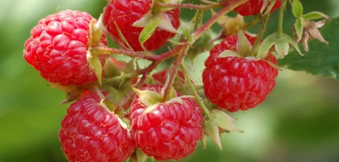 Spain: Strong winds hit berry production in Huelva