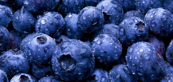 New blueberry variety honors benefactor and UF alumnus Alto Straughn
