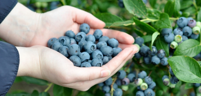 Peru's blueberry oversupply takes its toll on export prices