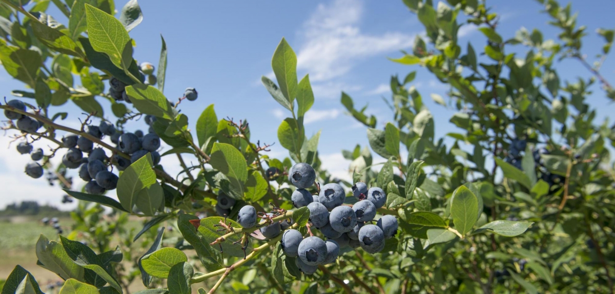 Peruvian blueberry exports passed 833 million dollars in 2020