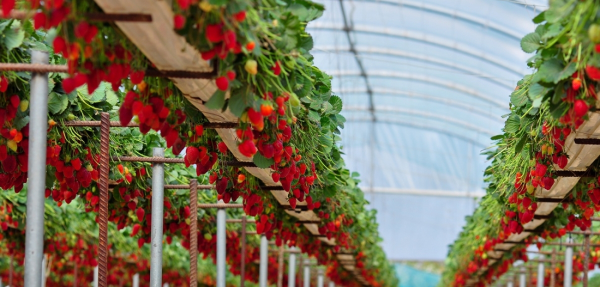 First strawberry crop picked above the Arctic Circle