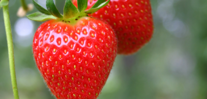 USDA: Hydroponic tabletop strawberry concept to promote category growth