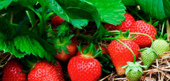 Cold temperatures in Europe helps boost Spanish strawberry pricing