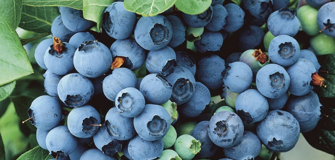 USHBC promotes the health benefits of blueberries during Brain Health Month