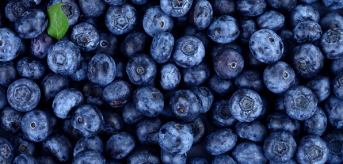 U.S.: Heat in Pacific Northwest could "create disruption" for blueberries