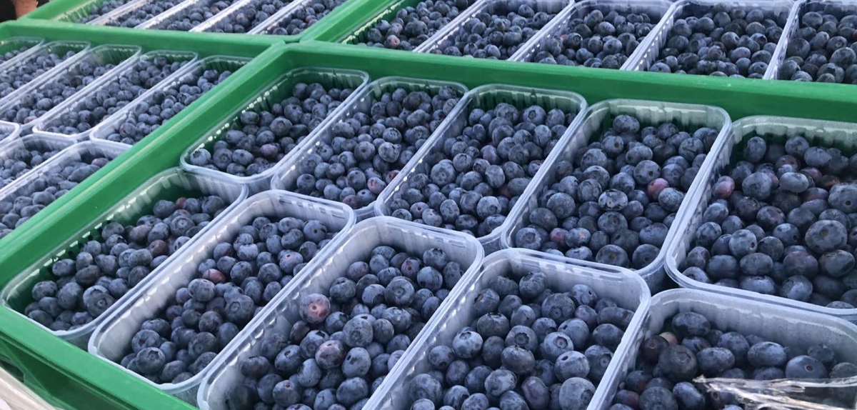 BigBlue Organic Blueberry Farm вже цього сезону вийде на ринок Скандинавії