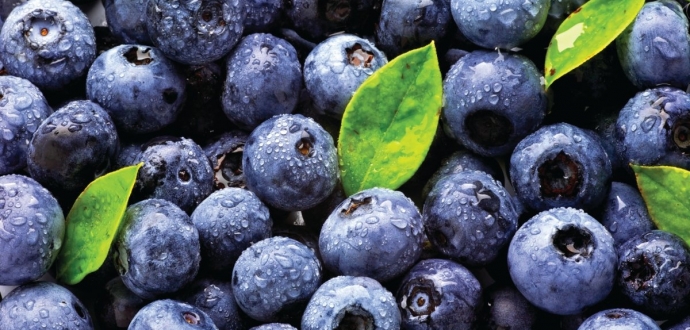 Peruvian blueberry shipments grow 7% in volume and decrease 3% in value