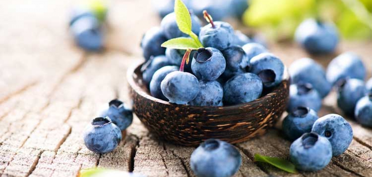 Blueberry consumption tipped to skyrocket - Rabobank