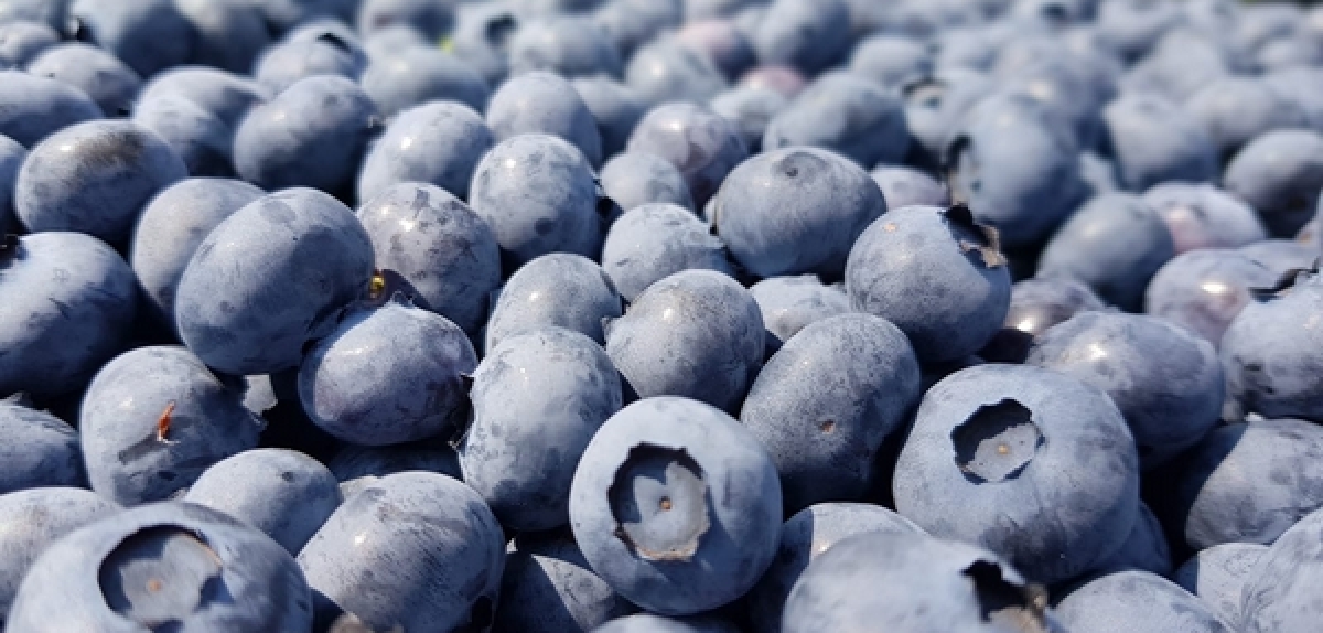 Serbian blueberry production and export on the rise