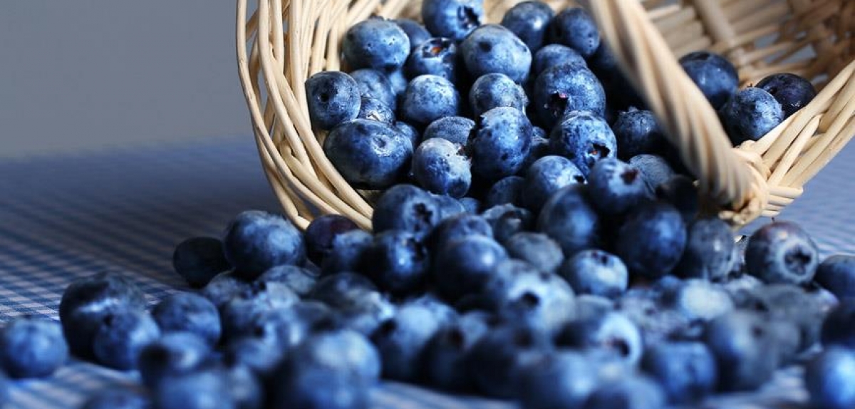 Global blueberry exports to hit nearly $3B by 2025