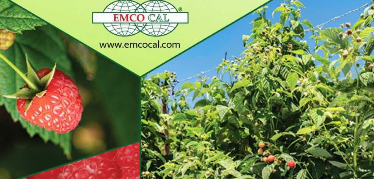 Конкурентоспроможні сорти полуниці, ожини, малини, лохини та цитрусових від EMCO CAL