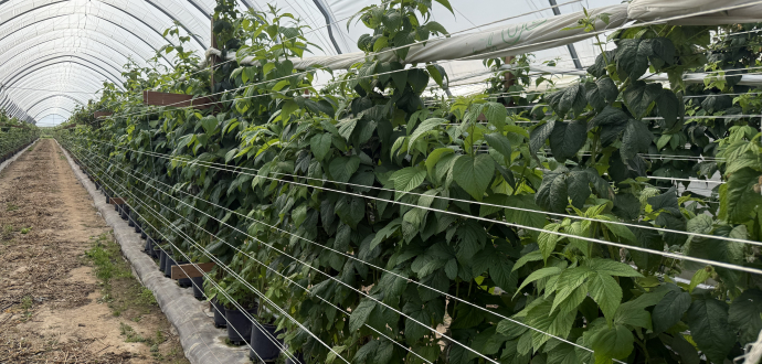 Ягідникам розкажуть про переваги тунельного вирощування