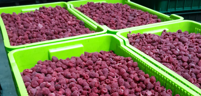 Конгрес «Сила холоду: ефективні рішення для бізнесу»: як зберегти якість продукції від поля до полиці