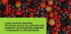 У ДАР стартує грантова програма на ягідництво та овочівництво: до 150 тис. доларів США