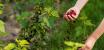 Yield, Quality and Stress Management in Berry Crops with Hekagro Solutions