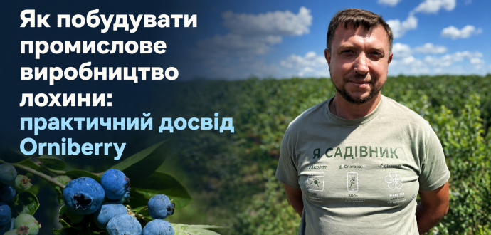 Як побудувати промислове виробництво лохини: практичний досвід Orniberry