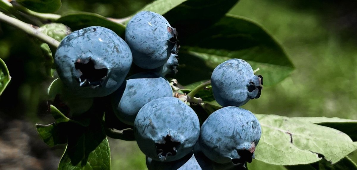    Ukraine Ranks 10th Globally by Blueberry Growing Area and 1st in Eastern Europe